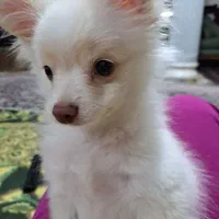 فروش توله سگ پامر|سگ|سیرجان, |دیوار