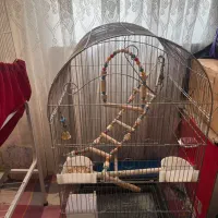 عروس هلندی|پرنده|ملارد, |دیوار