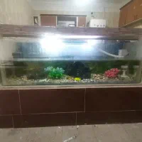 آکواریوم ماهی بزرگ