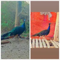 طاووس نر جوان