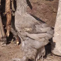 تعدادی جوجه خروس ۳ماهه برهما ریشو سیاه و طوسی