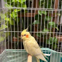 یک جفت عروس هلندی جفت خورده|پرنده|اسلامشهر, شهرک طالقانی|دیوار