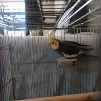 عروس هلندی|پرنده|شاهین‌شهر, مسکن مهر|دیوار