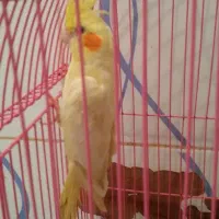 عروس هلندی|پرنده|باسمنج, |دیوار