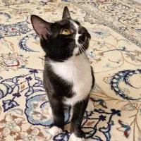 بچه گربه ۵ماهه واکسن زده