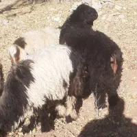 فروش بره چاق و سرحال