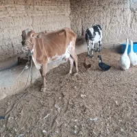 گاو و گوساله|حیوانات مزرعه|خمک, |دیوار