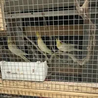 عروس هلندی نر و ماده با جوجه