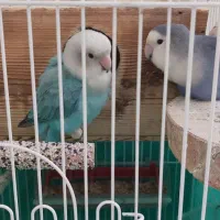 طوطی برزیلی|پرنده|کرج, مصباح|دیوار