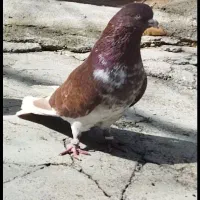 سرخ تهرانی ساعت بالا بعدظهری