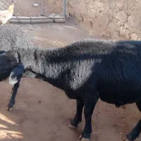 قوچ قره قزل|حیوانات مزرعه|زنجان, |دیوار