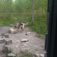 سگ سراب نرو ماده اصیل شجره دار