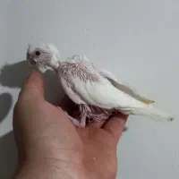 جوجه البینیو ولوتینیو زعفرانی