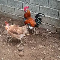 مرغ و خروس گلین لری، گردن لختی و فشن