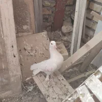 6عدد صید و کفتر بوم|پرنده|مشهد, کارمندان دوم|دیوار