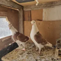 کبوتر رنگه|پرنده|تربت جام, شاد|دیوار