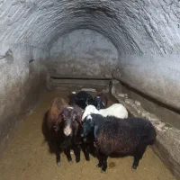 گوسفند نر قربانی و کشتاری|حیوانات مزرعه|شراء, |دیوار