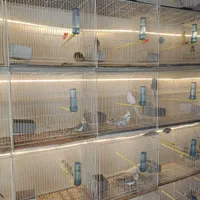 قصر پرنده انواع قفس پرنده و قفس و ملزومات پرنده|لوازم جانبی حیوانات|مشهد, آزادشهر|دیوار