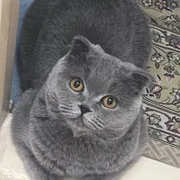گربه ماده اسکاتیش آروم و مهربون آماده جفت گیری