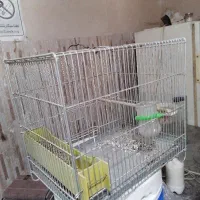 قفس و تله سهره