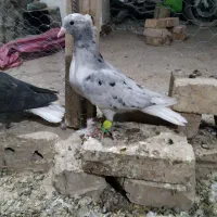 کبوتر|پرنده|نیشابور, فضل|دیوار