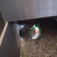 شاه طوطی|پرنده|اصفهان, لاله|دیوار