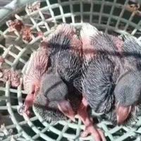 سه جفت شهری خوب