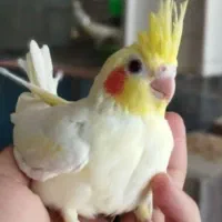 عروس سرلاکی قیمت مناسب