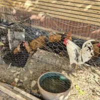 فروش تخم مرغ پریما و گلین|خوردنی و آشامیدنی|دزفول, |دیوار