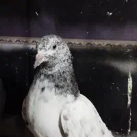 ۸عدد کبوتر پروازی خوش خال|پرنده|لنگرود, |دیوار