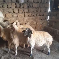 ۴عدد گوسفند شک   داشتی ابستن پستان کرده