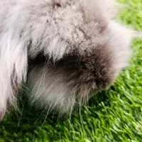 خرگوش لوپی با اصالت