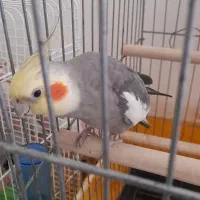 عروس هلندی