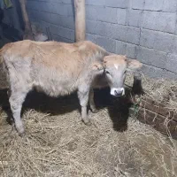 گوساله یک ساله چالوسی سرحال و فقیر