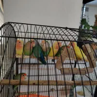 طوطی کوتوله مولد