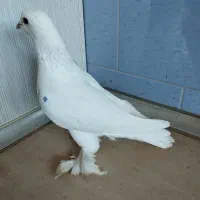 بفروش.میرسد