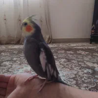 عروس هلندی سخنگو|پرنده|سرپل ذهاب, |دیوار