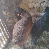 چپش سانن و بره قوچ ژندارمعاوضه با موتور سیکلت|حیوانات مزرعه|یاسوج, |دیوار