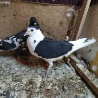 مرغ و خروس گلین و کفتر جوجه