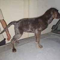 فروش توله لابرادور پنج ماهه اصیل