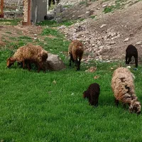 سه راس میش جوان بره نر