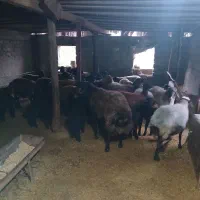 گوسفند فروشی|حیوانات مزرعه|مینودشت, |دیوار