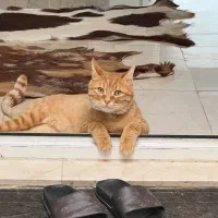 واگذاری رایگان|گربه|صفادشت, |دیوار