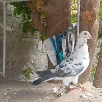 گوره پلاکی دسته اولی