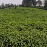 فروش باغ چای باویوی دیدنی