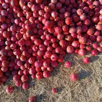 انار  رباب|خوردنی و آشامیدنی|نی‌ریز, |دیوار