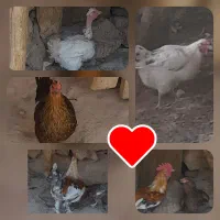 مرغ و خروس محلی