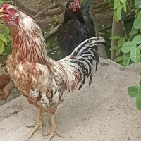 خروس.جوجه .تخم مرغ