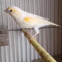 قناری موزاییکی جوان|پرنده|اردبیل, |دیوار