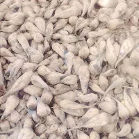 چغندر برای مصرف دام